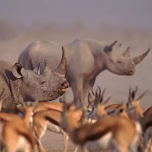 Two Black rhinoceros (Diceros bicornis) with Springbok in foreground. Etosha NP, Namibia