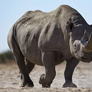 Black rhinoceros (Diceros bicornis) Etosha National Park, Namibia October
