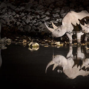 Black rhinoceros (Diceros bicornis) mother and calf having a drink at night with