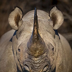 Black rhinoceros (Diceros bicornis) feeding in early morning light, Kariega Game Reserve