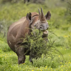 Black rhinoceros (Diceros bicornis) browsing on a thorny Acacia bush, Etosha National Park, Namibia Black rhinoceros (Diceros bicornis) browsing on a thorny Acacia bush, Etosha National Park, Namibia