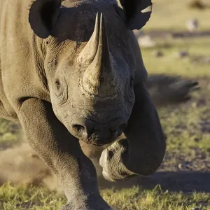 Black rhinoceros (Diceros bicornis) charging, Etosha National Park, Namibia, January Black rhinoceros (Diceros bicornis) charging, Etosha National Park, Namibia, January