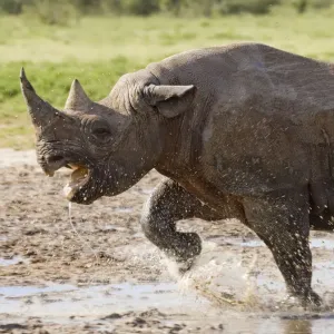 Black rhinoceros charging print, Etosha national park, Namibia Black rhinoceros charging print, Etosha national park, Namibia