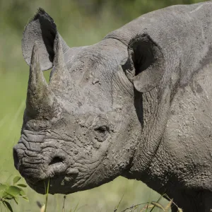 Black rhinoceros (Diceros bicornis) covered in mud, Mud on skin Etosha National Park