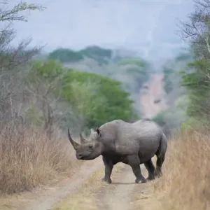 Black rhinoceros (Diceros bicornis) crossing a road, Phinda Private Game Reserve Black rhinoceros (Diceros bicornis) crossing a road, Phinda Private Game Reserve