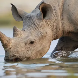 Black Rhinoceros Print - Etosha National Park, Namibia Watering Scene Black Rhinoceros Print - Etosha National Park, Namibia Watering Scene
