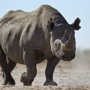 Black Rhinoceros Print, Etosha National Park, Namibia Black Rhinoceros Print, Etosha National Park, Namibia