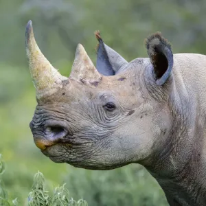 Black rhinoceros (Diceros bicornis) Etosha National Park, Namibia. March Black rhinoceros (Diceros bicornis) Etosha National Park, Namibia. March