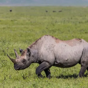Black rhinoceros (Diceros bicornis) female walking across grassland, Ngorongoro Crater Black rhinoceros (Diceros bicornis) female walking across grassland, Ngorongoro Crater