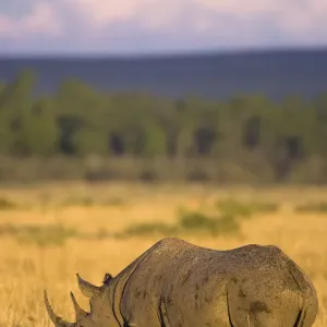 Black Rhinoceros Print: Masai Mara Image Black Rhinoceros Print: Masai Mara Image