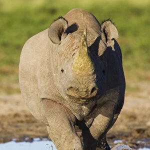 Black rhinoceros {Diceros bicornis} head on, walking through mud, Etosha national park
