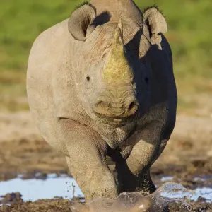Black Rhinoceros Print, Etosha National Park Black Rhinoceros Print, Etosha National Park