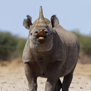 Black Rhinoceros Male Urine Testing Print Black Rhinoceros Male Urine Testing Print