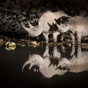 Black rhinoceros (Diceros bicornis) mother and calf having a drink at night with Black rhinoceros (Diceros bicornis) mother and calf having a drink at night with