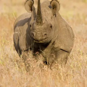 Black Rhinoceros {Diceros bicornis} with oxpecker foraging in ear, Kenya