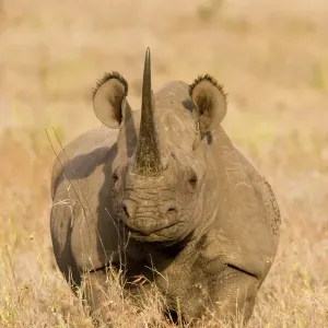 Black Rhinoceros Print with Oxpecker in Ear, Kenya Black Rhinoceros Print with Oxpecker in Ear, Kenya