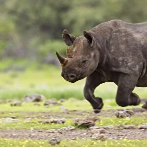 Black Rhinoceros (Diceros bicornis) running. Etosha National Park, Namibia, January