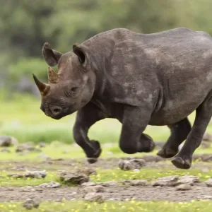 Black Rhinoceros Running Print, Etosha National Park Black Rhinoceros Running Print, Etosha National Park