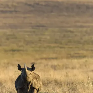 Black Rhino Print, Lewa Wildlife Conservancy Black Rhino Print, Lewa Wildlife Conservancy