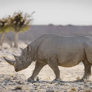 Black rhinoceros (Diceros bicornis) walking with its tail held high, Etosha National Park Black rhinoceros (Diceros bicornis) walking with its tail held high, Etosha National Park