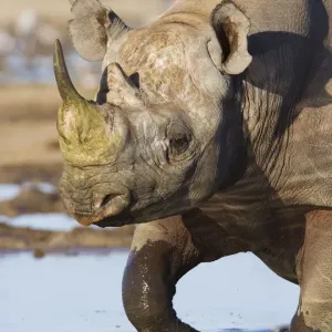 Black rhinoceros {Diceros bicornis} walking in water, Etosha national park, Namibia Black rhinoceros {Diceros bicornis} walking in water, Etosha national park, Namibia