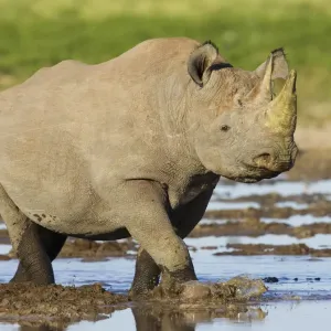 Black Rhinoceros Print: Etosha National Park Water Scene Black Rhinoceros Print: Etosha National Park Water Scene