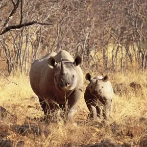 Black Rhino Print: Lapalala Wildlife Reserve, South Africa Black Rhino Print: Lapalala Wildlife Reserve, South Africa