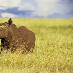 Black rhinocerus (Diceros bicornis) in long grass, Lewa Downs Reserve, Kenya, January