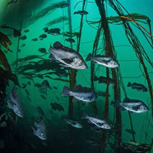 Black rockfish (Sebastes melanops) school shelter in a bull kelp forest