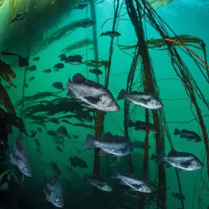 Black Rockfish School Shelter in Bull Kelp Forest Print Black Rockfish School Shelter in Bull Kelp Forest Print