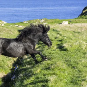 Black Shetland pony jumps over ditch in field along the coast on the Shetland Islands