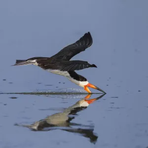 Black skimmer (Rynchops flavirostris) fishing by skimming along water surface, Pantanal