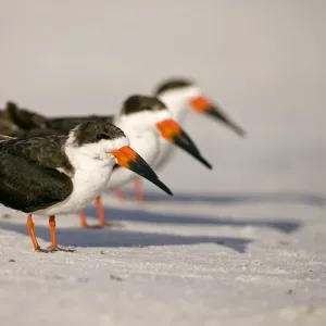 Black skimmers (Rynchops niger), three in non-breeding plumage on beach, Fort De Soto Park, St