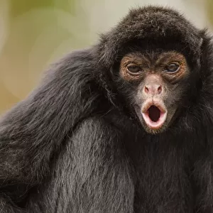 Black spider monkey (Ateles chamek) calling, captive, Peru