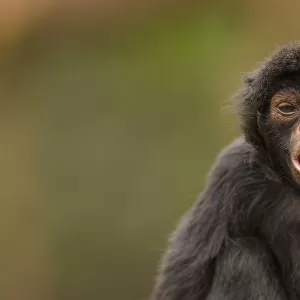 Black spider monkey (Ateles chamek) calling, captive, Peru