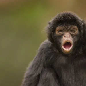 Black Spider Monkey Print - Ateles chamek in Captivity, Peru Black Spider Monkey Print - Ateles chamek in Captivity, Peru