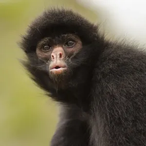 Black Spider Monkey Print, Peru Black Spider Monkey Print, Peru