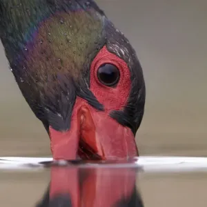 Black stork (Ciconia nigra) beak submerged fishing, Hungary May