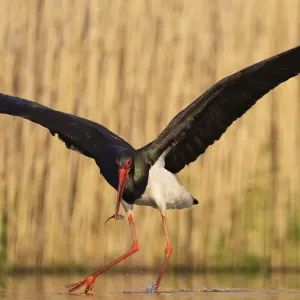 Black stork (Ciconia nigra) fishing, Pusztaszer reserve, Hungary. May