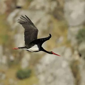 Black stork (Ciconia nigra) in flight, Monfrague National Park, Extremadura, Spain