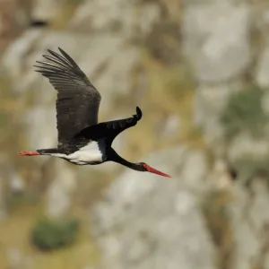 Black stork (Ciconia nigra) in flight, Monfrague National Park, Extremadura, Spain