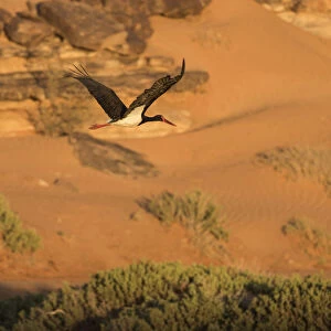 Black stork (Ciconia nigra) in flight during spring migration across the Sahara desert