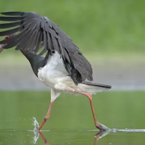 Black stork (Ciconia nigra) just after landing in river, Elbe Biosphere Reserve, Lower Saxony