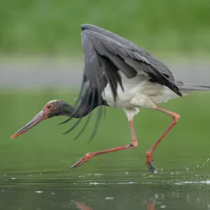Black stork (Ciconia nigra) landing in water, Elbe Biosphere Reserve, Lower Saxony
