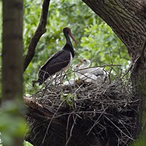 Black stork (Ciconia nigra) at nest with chicks, Slovakia, Europe, June 2009