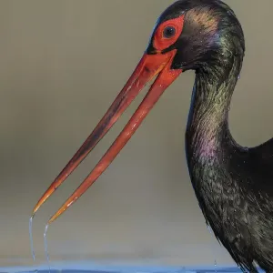 Black stork (Ciconia nigra), portrait, Pusztaszer reserve, Hungary. May