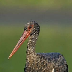 Black stork (Ciconia nigra) wading portrait, Elbe Biosphere Reserve, Lower Saxony