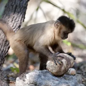 Black-striped capuchin using rock to break open palm nut, Print Black-striped capuchin using rock to break open palm nut, Print