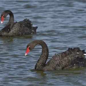 Print of Two Black Swans on Water, Noirmoutier Island Print of Two Black Swans on Water, Noirmoutier Island