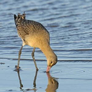 Black-tailed godwit (Limosa limosa) adult in winter plumage feeding on mudflats, The Wash